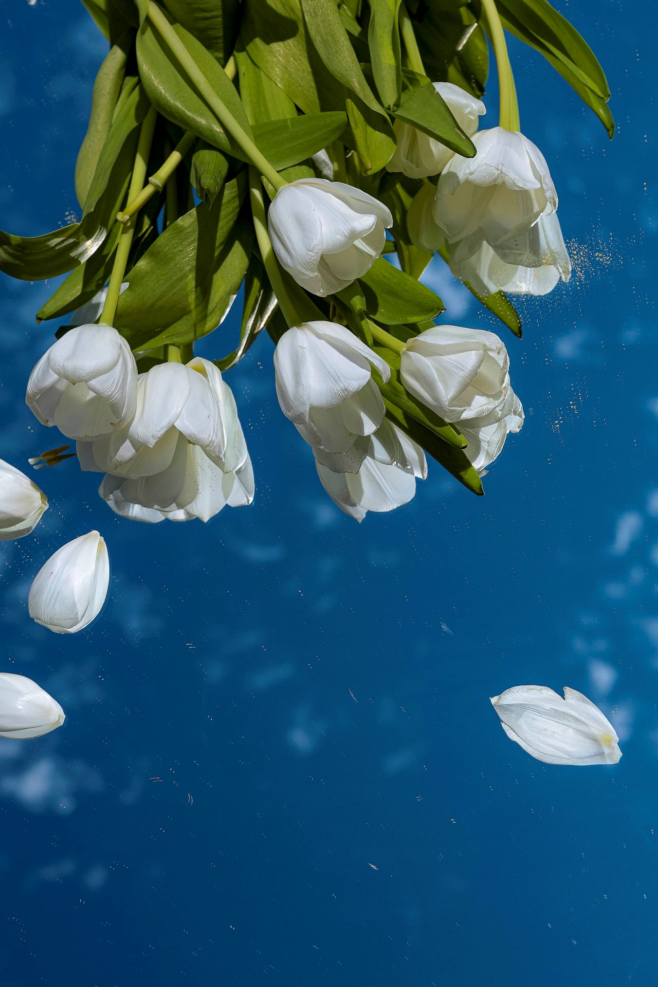 White tulips in blue pool