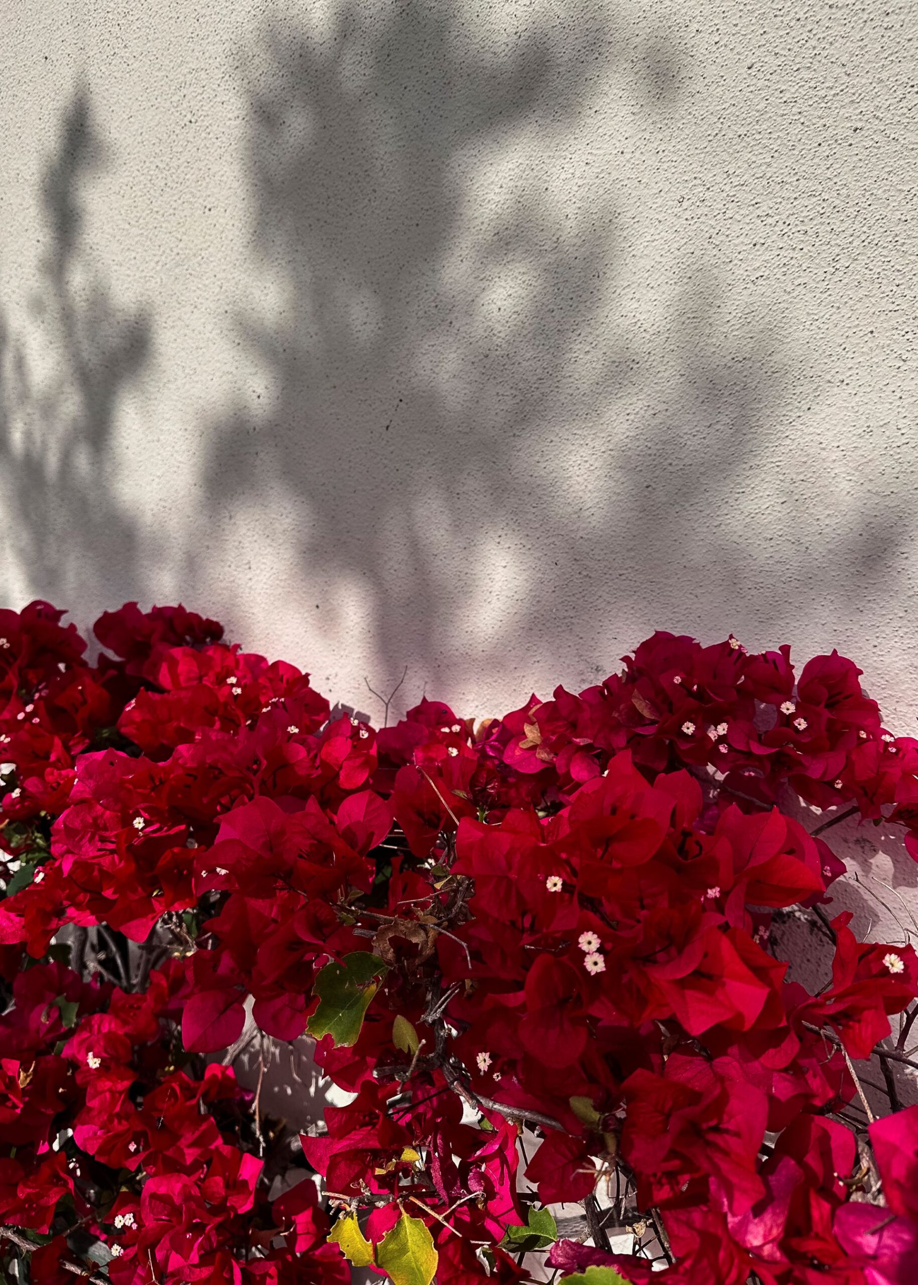 Red Flowers Against a wall