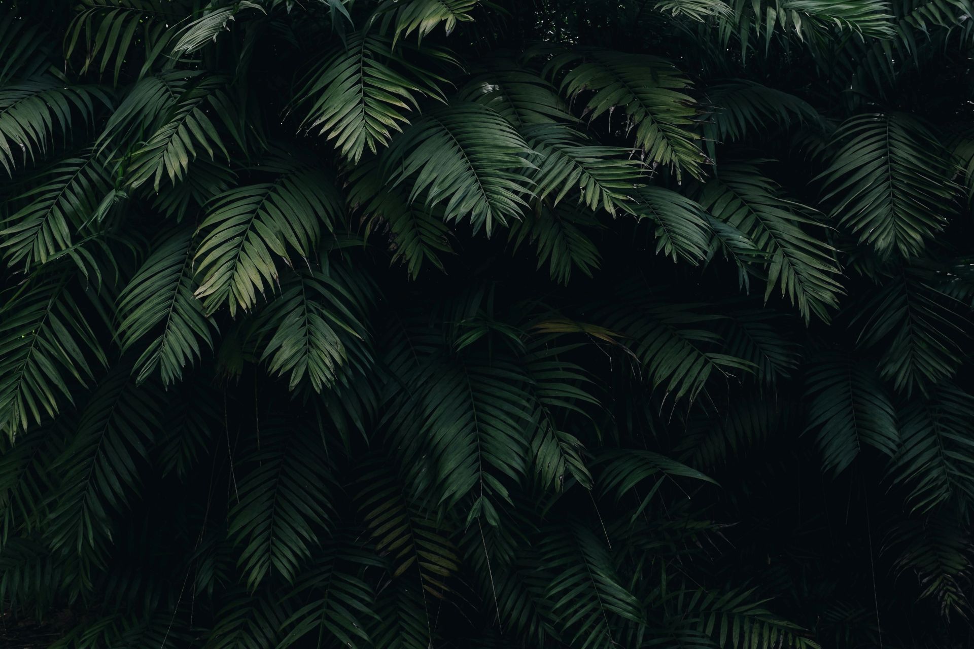 Dense green leaves